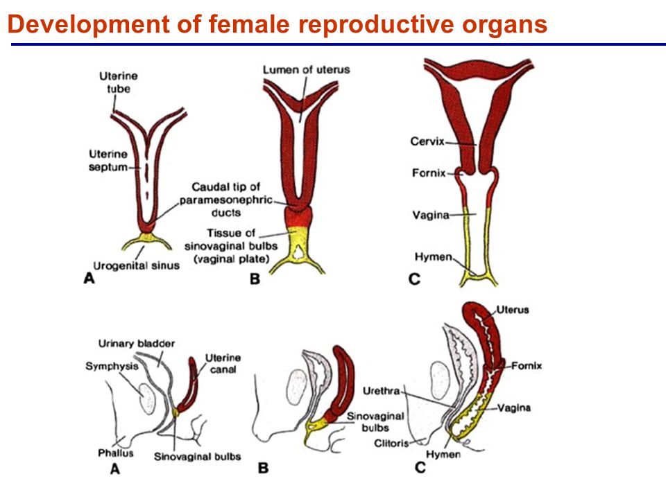 Female monkey reproductive organs - 🧡 Gene transfer, asexual reproduction,...