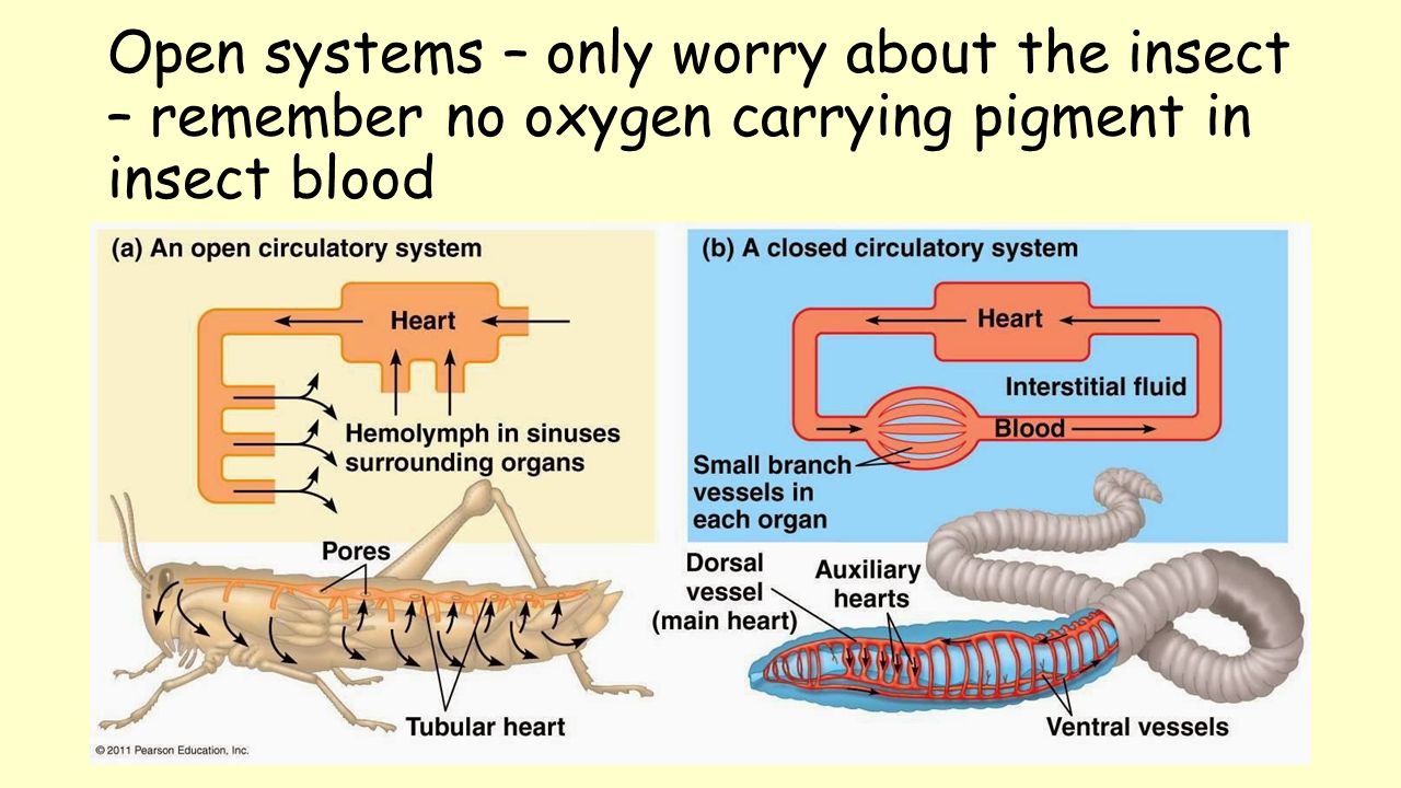 System animal. Open Circulatory System. Closed Circulatory System. Open Blood circulation System. Open and close Circulatory System.
