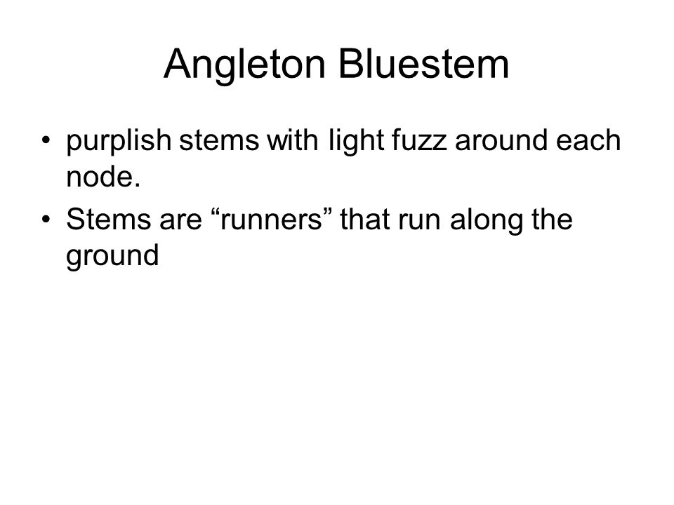 Angleton Bluestem purplish stems with light fuzz around each node.