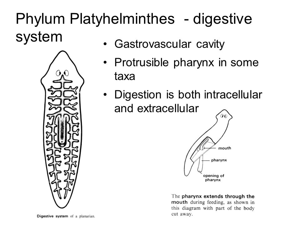 platyhelminthes filmdiagram