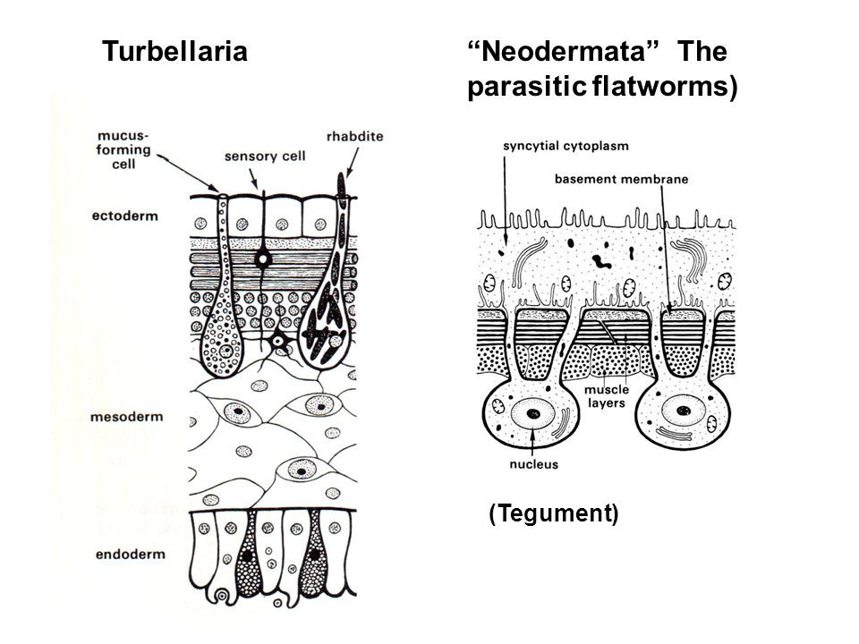 diagrama de filam platyhelminthes