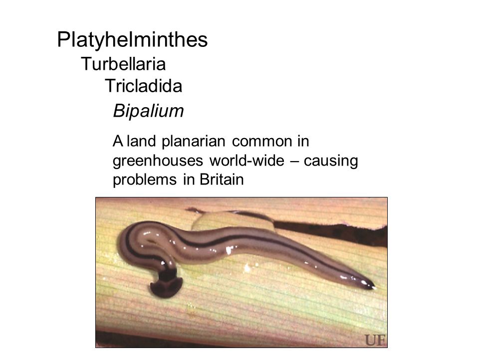 platyhelminthes turbellaria bipalium simptome colon lenes