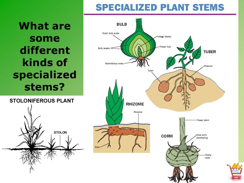 specialized stems
