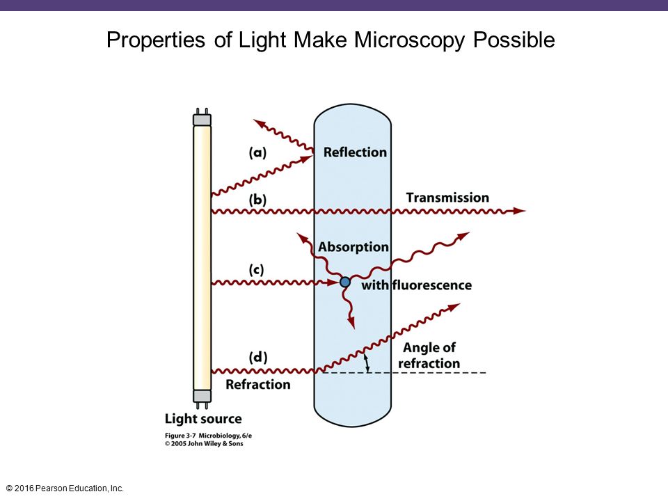 Properties of Light Make Microscopy Possible