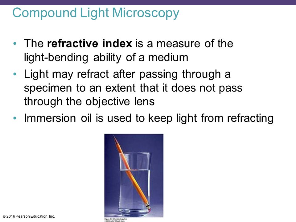 Compound Light Microscopy
