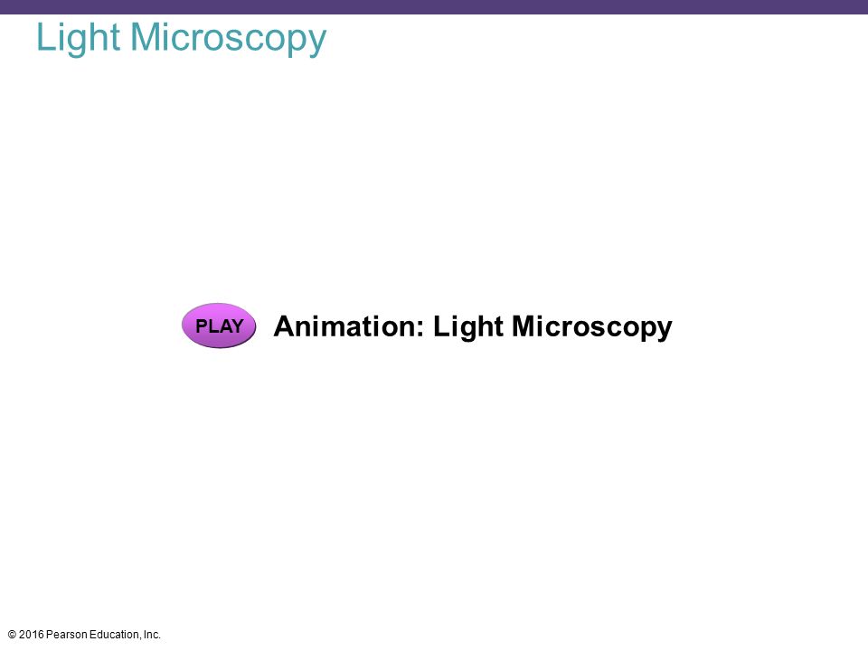 Light Microscopy PLAY Animation: Light Microscopy