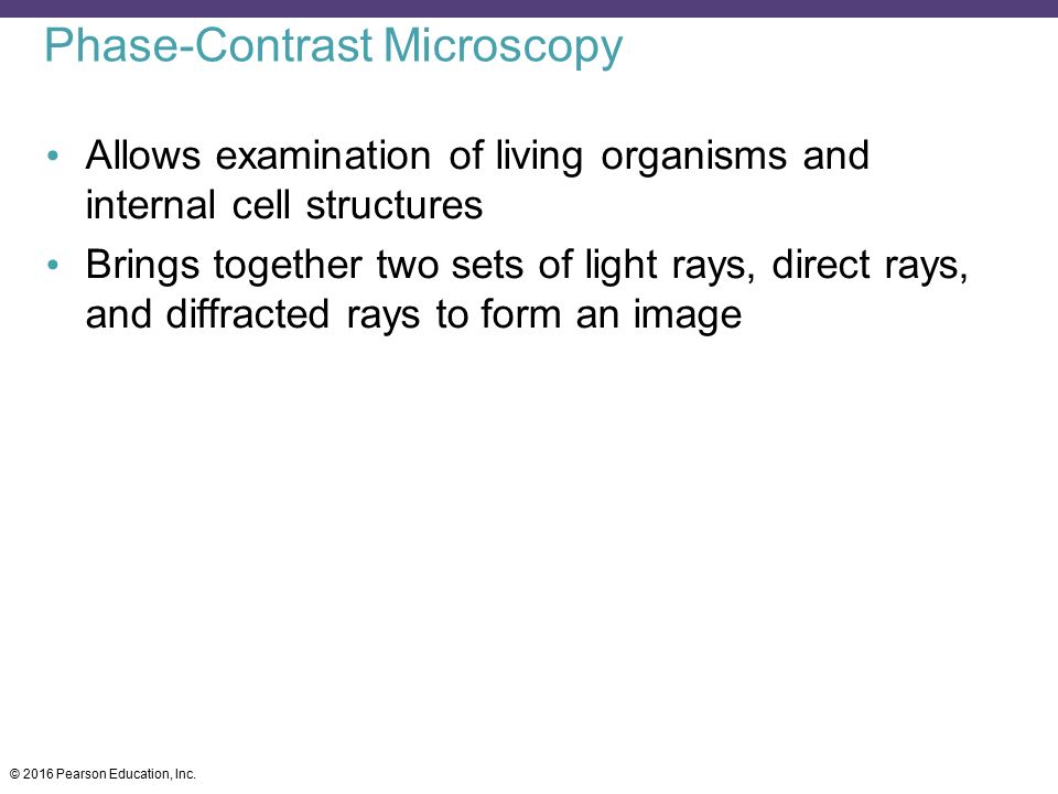 Phase-Contrast Microscopy