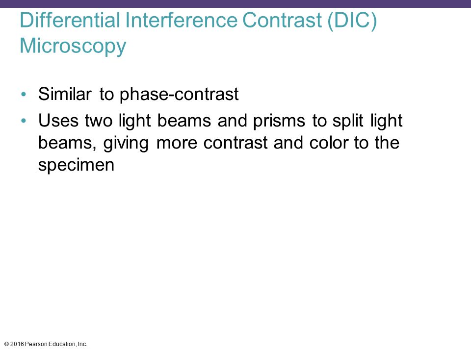 Differential Interference Contrast (DIC) Microscopy