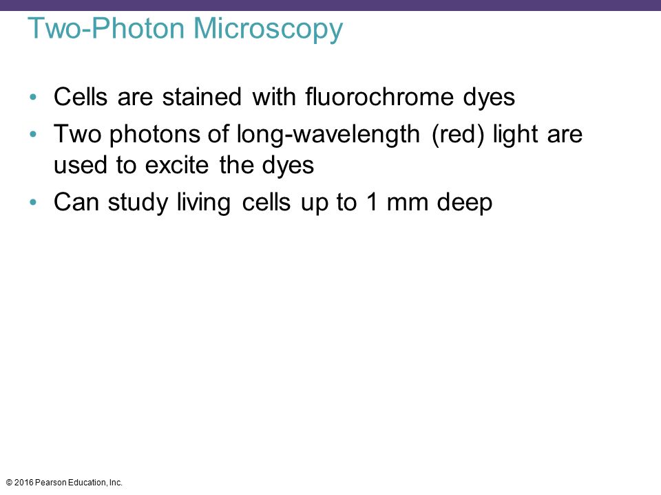 Two-Photon Microscopy