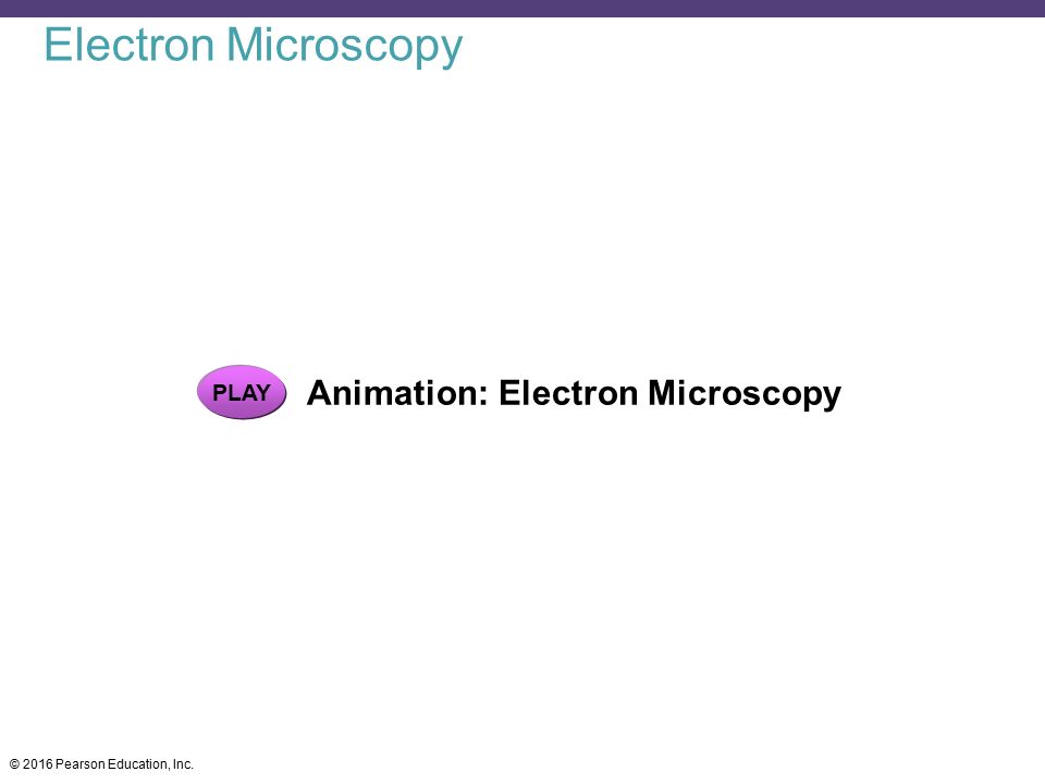Electron Microscopy PLAY Animation: Electron Microscopy