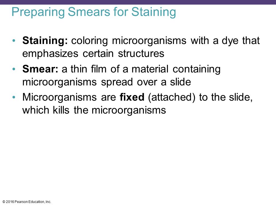 Preparing Smears for Staining