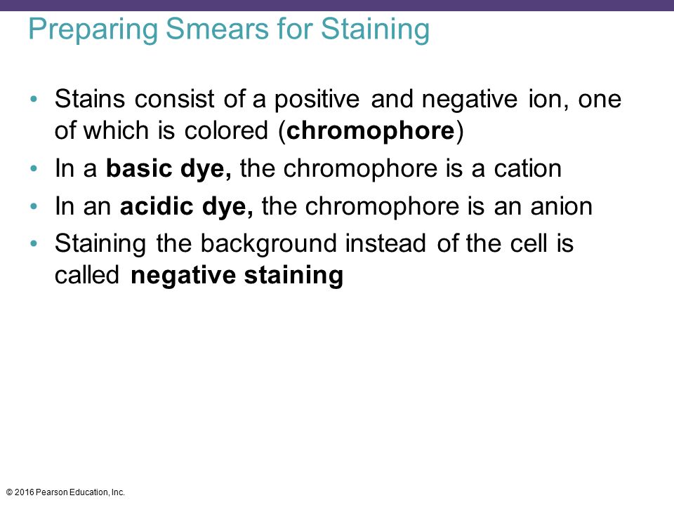 Preparing Smears for Staining