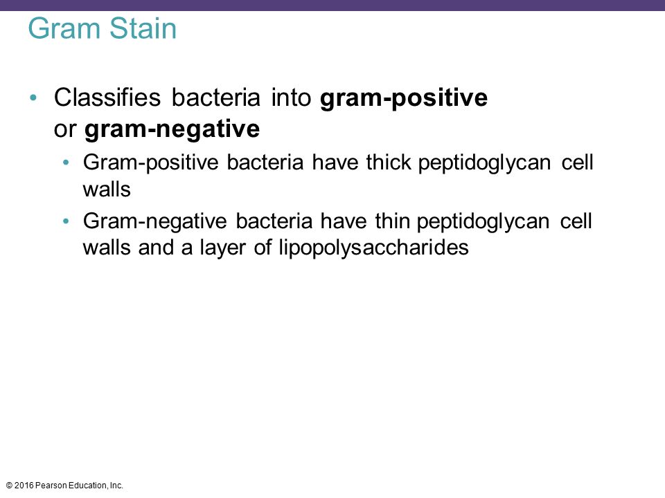 Gram Stain Classifies bacteria into gram-positive or gram-negative