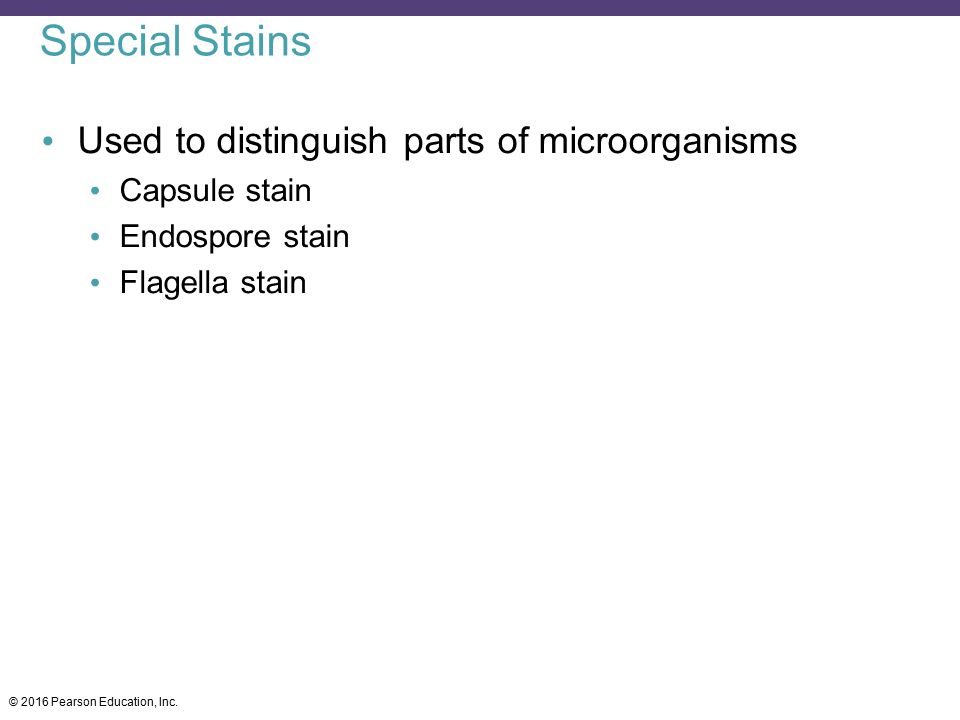 Special Stains Used to distinguish parts of microorganisms