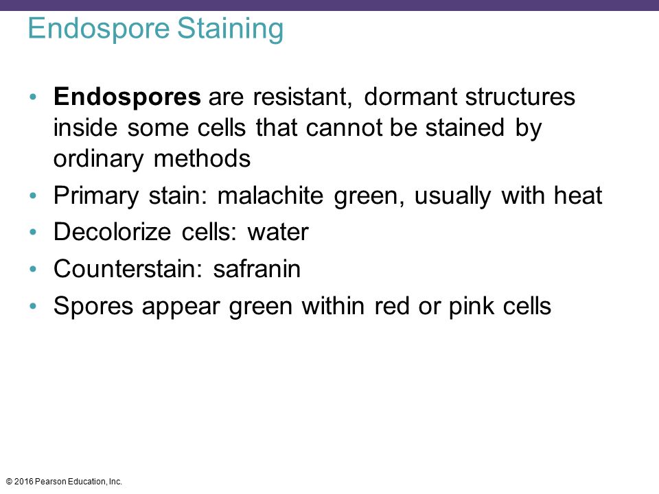 Endospore Staining Endospores are resistant, dormant structures inside some cells that cannot be stained by ordinary methods.