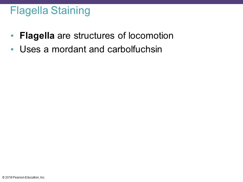 Flagella Staining Flagella are structures of locomotion