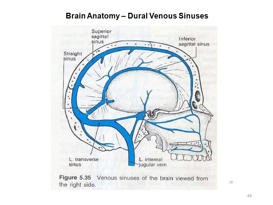 Верхние вены мозга. Венозные синусы твердой мозговой оболочки. Верхний Сагиттальный синус твердой мозговой. Пещеристый синус твердой мозговой оболочки. Венозные синусы твердой оболочки.