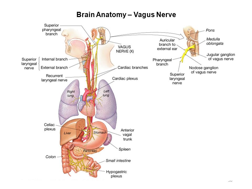 Блуждающий нерв расположен. Вагус нерв анатомия схема. Блуждающий нерв анатомия схема. Блуждающий нерв Vagus. Анатомия человека нерв блуждающий.
