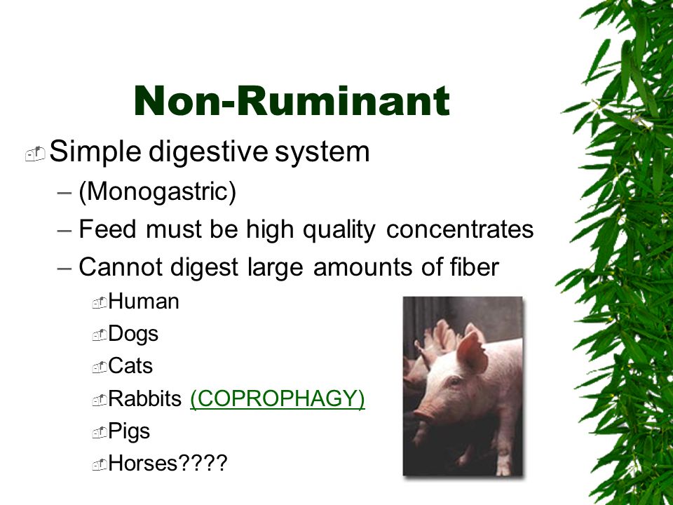 Animal Digestion and Nutrition - ppt video online download