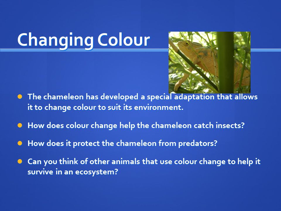 Adaptations for Survival - ppt video online download