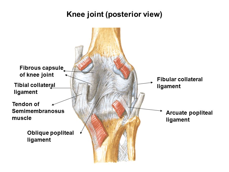 Knee joint. Oblique popliteal ligament. Tendon on popliteal Fossa.