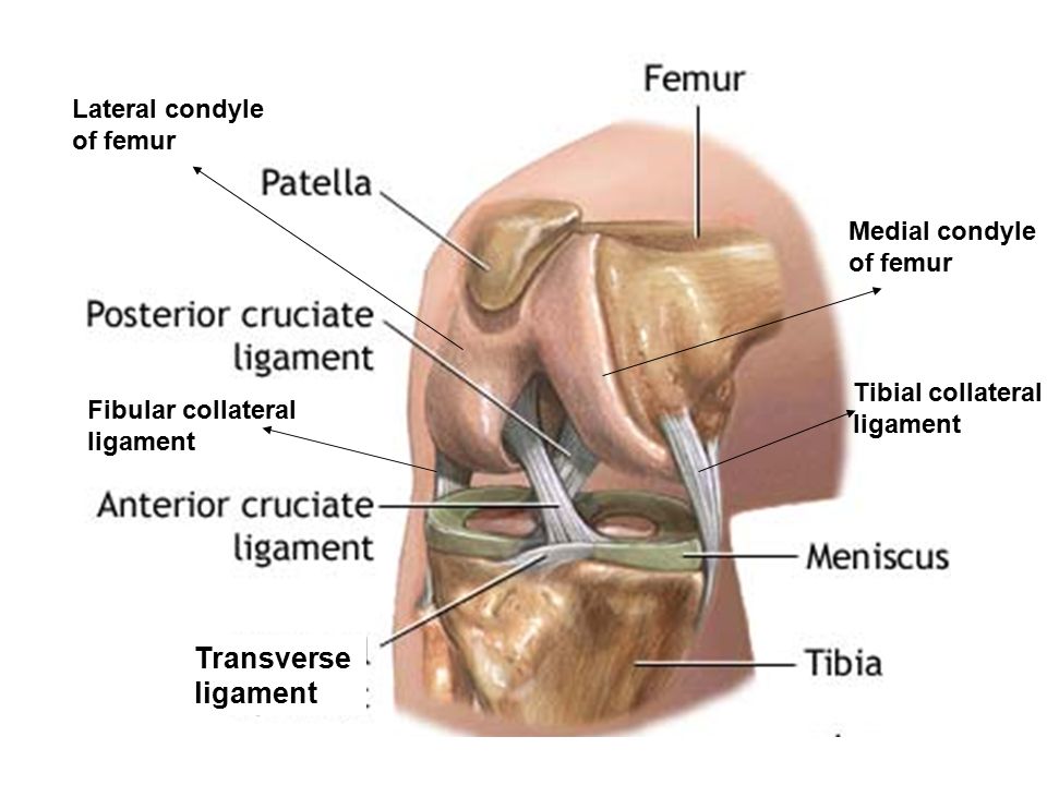 Связка мениска колена. Мениски коленного сустава анатомия. Анатомия связок мениска коленного сустава. Строение медиального мениска. Связки надколенника анатомия.
