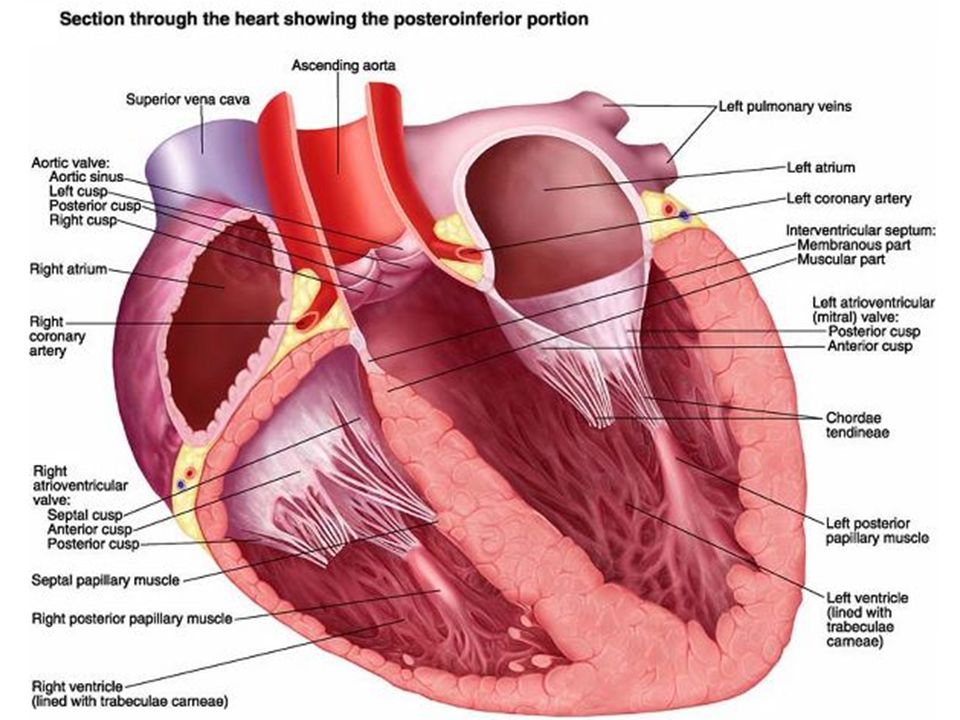 Наличие хорды у человека. Дополнительная хорда левого желудочка. Дополнительная трабекула левого желудочка сердца. Сосочковые мышцы сердца анатомия. Хорды сердца анатомия.