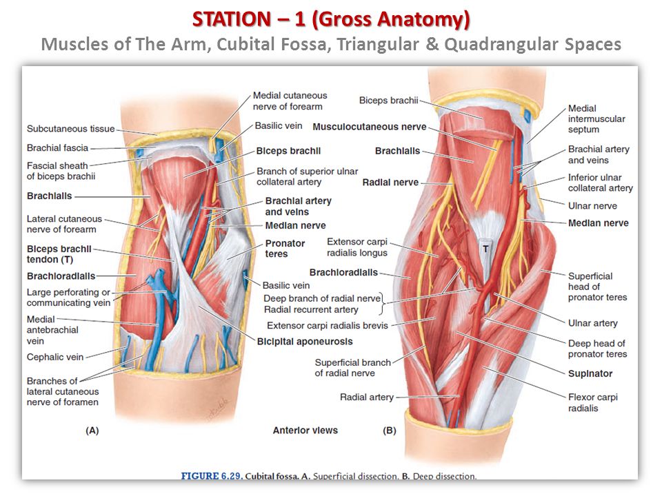 STATION - 1 (Gross Anatomy) Muscles of The Arm, Cubital Fossa, Triangular &...