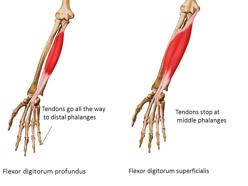 Montagem vozes profundus. Flexor digitorum superficialis мышца. Flexor digitorum Profundus мышца. Flexor digitorum Profundus функция. M. Flexor pollicis Longus и m. Flexor digitorum Profundus.