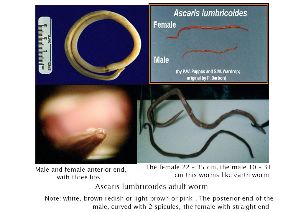 Klassifikasi nemathelminthes dan annelida Gyűrűsférgek törzse Phylum Annelida - PDF Free Download