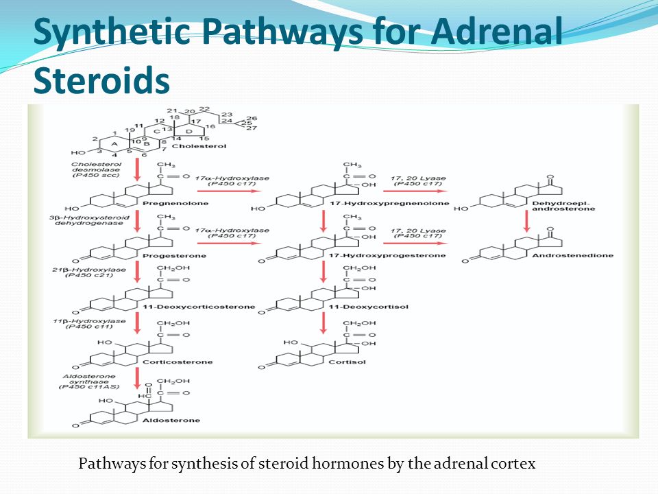 Pathways for synthesis of steroid hormones by the adrenal cortex.