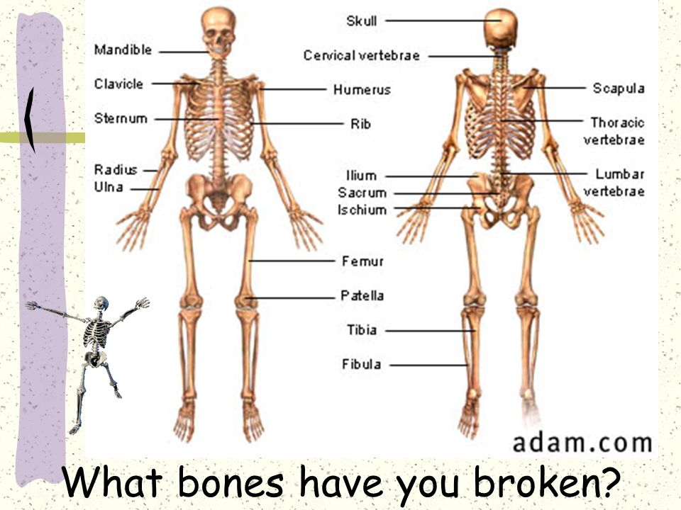 Bones and muscles. Человеческий скелет. Костная система скелет. Скелетная система человека.