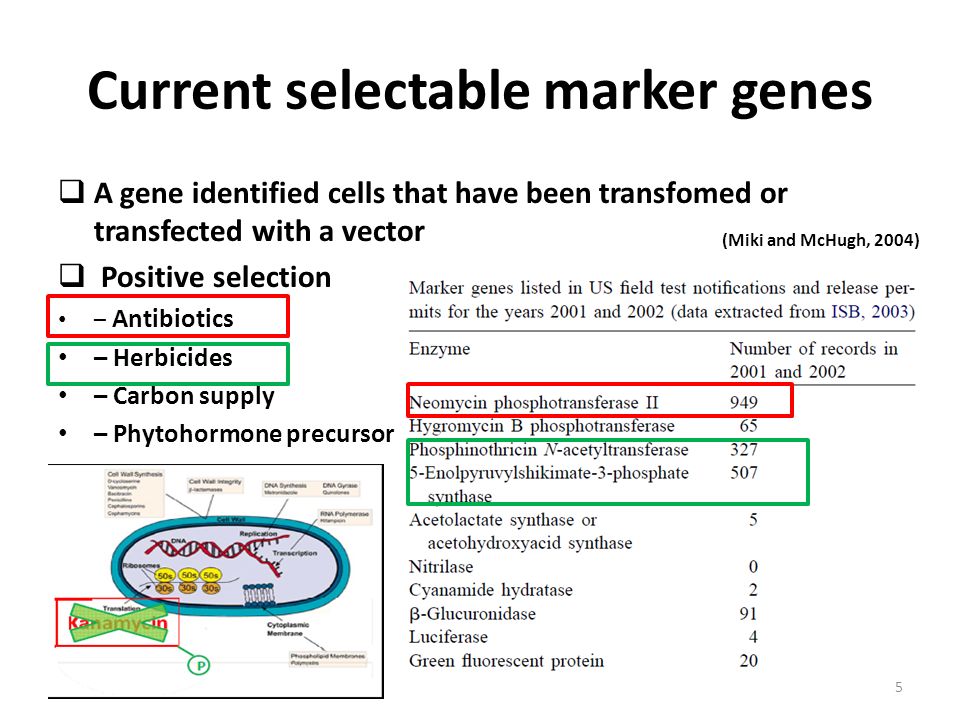 Methods to produce marker‐free transgenic plants - ppt download