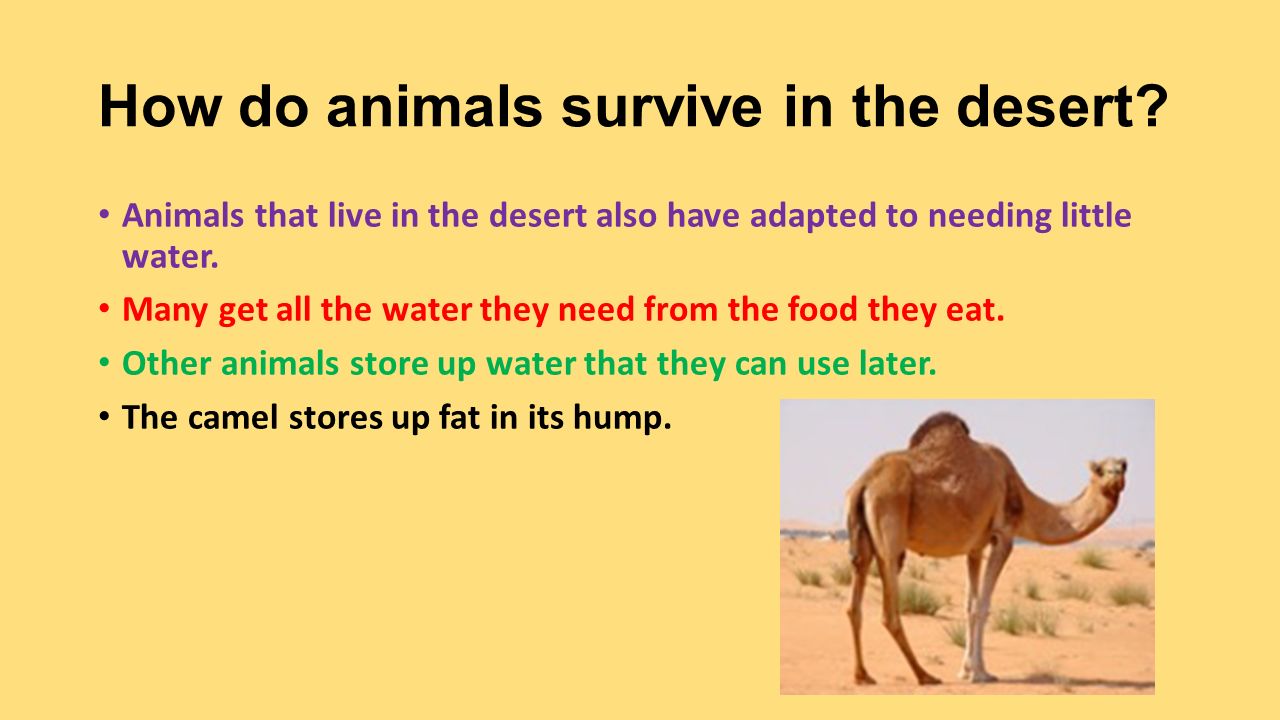 Desert Habitat Science Grade ppt video online download