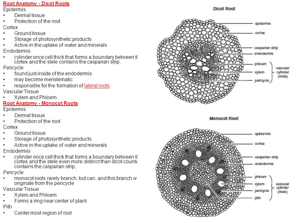 Root Anatomy - Dicot Roots.
