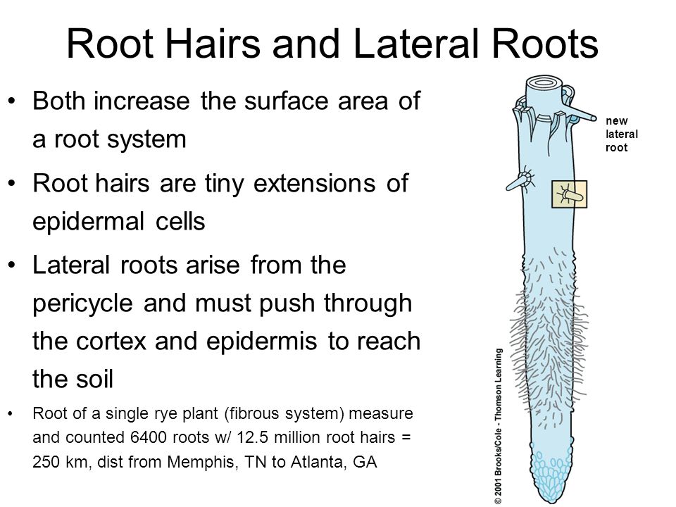 Identify the labeled parts in the given image i Root hairs ii Region of  meristematic activity iii Region of elongation iv Region of maturation
