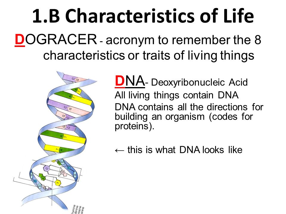 1 B Characteristics Of Life Ppt Video Online Download