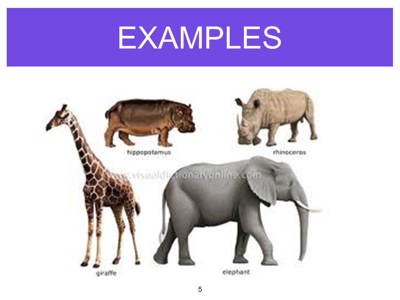 Animal Classification - ppt video online download