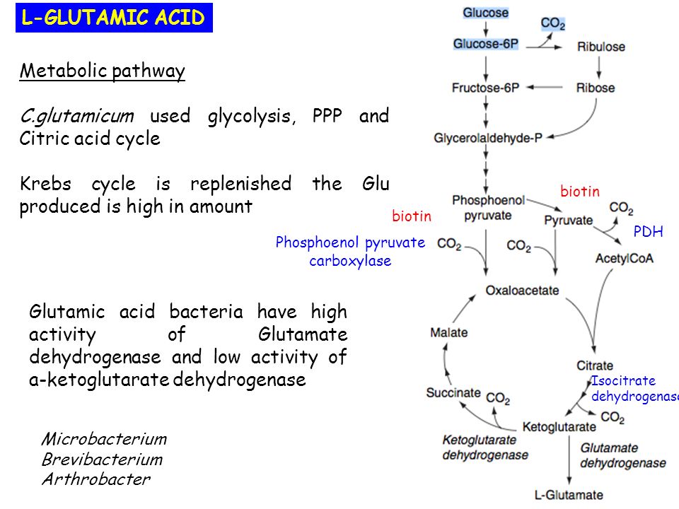 Glutamic Acid Production Flow Chart