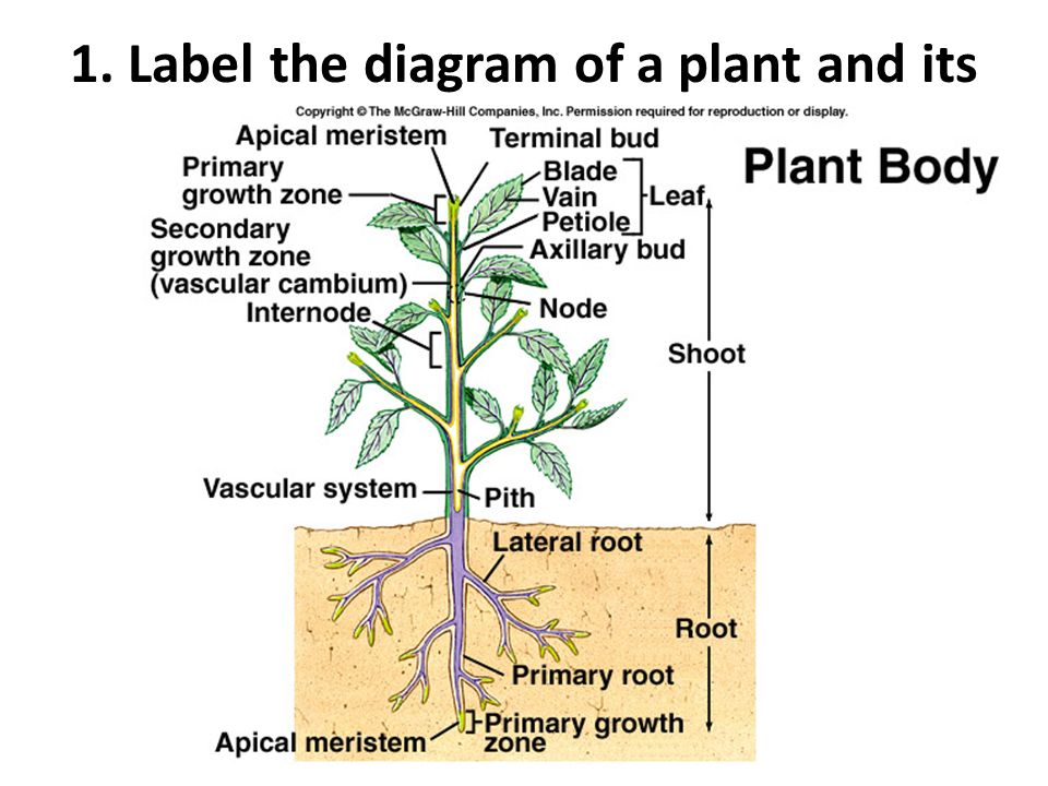 Plant Reproduction. - ppt video online download