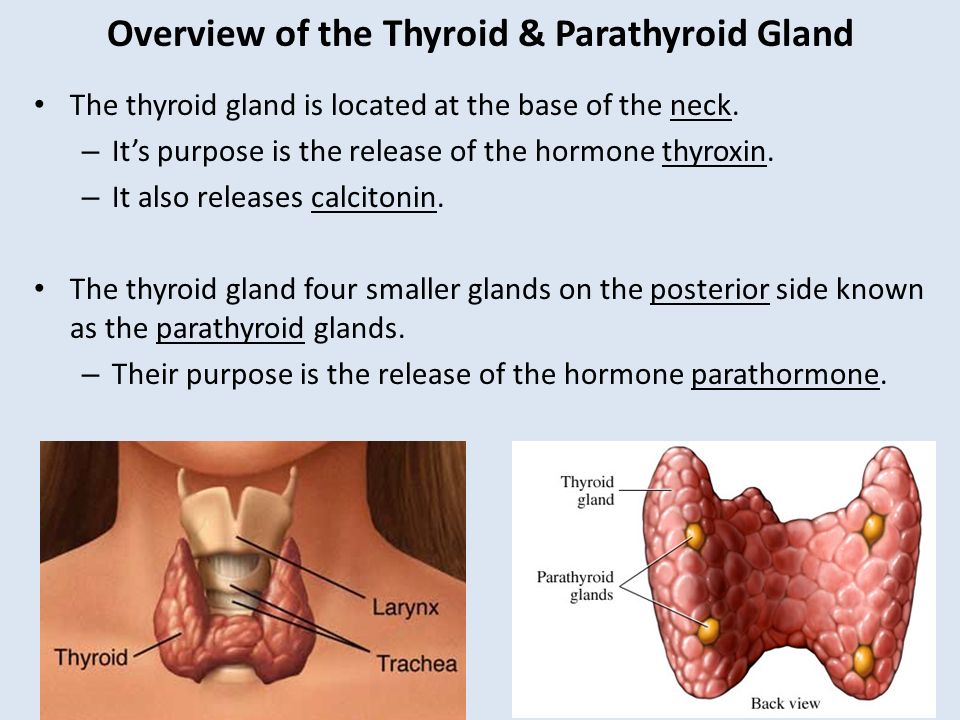 Thyroid s. Thyroid Gland Hormones.