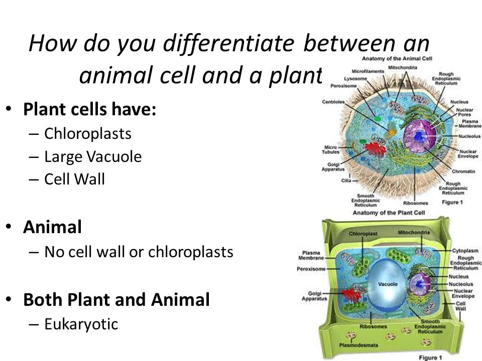 Biology Review  – Prokaryotic and Eukaryotic Cells Animal and Plant  Cells, Cell Transport Compare and contrast the general structures of plant  and. - ppt video online download