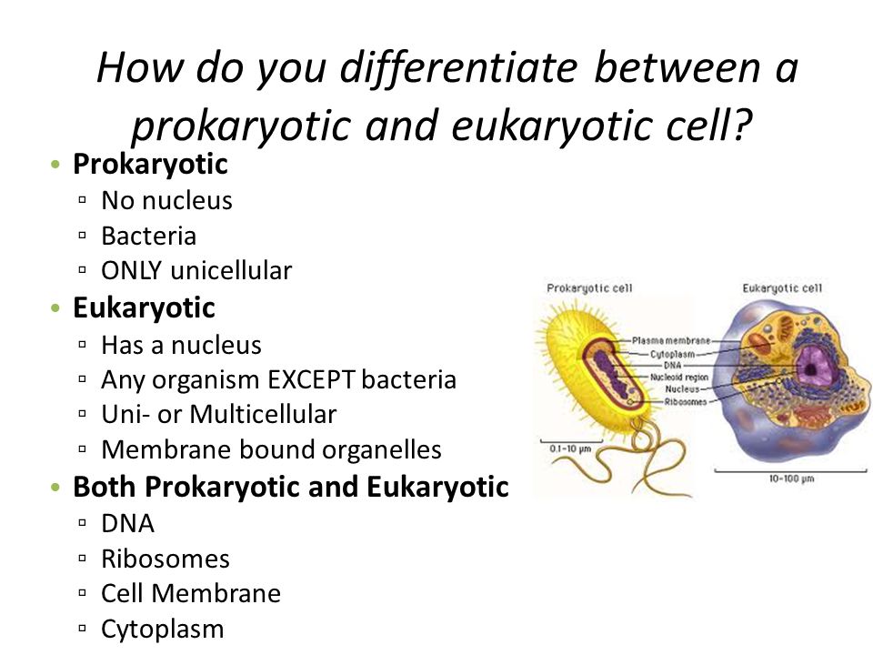 Biology Review L 14 3 Prokaryotic And Eukaryotic Cells Animal And Plant Cells Cell Transport Compare And Contrast The General Structures Of Plant And Ppt Video Online Download