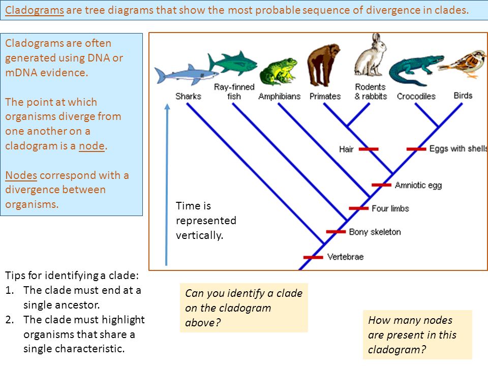 Topic Cladistics Ppt Video Online Download