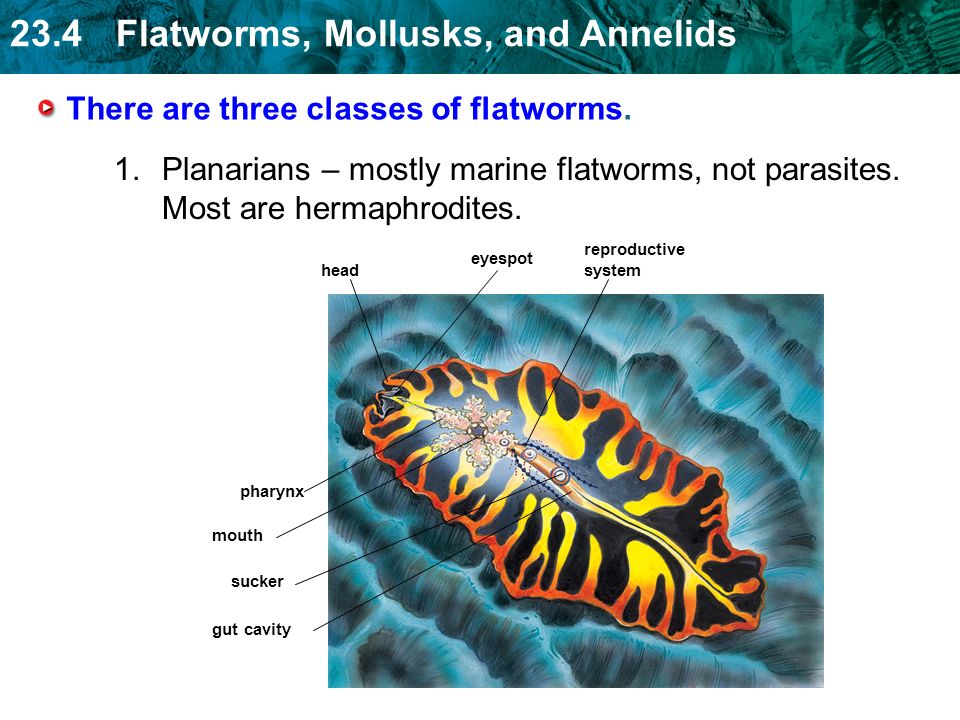 There are three classes of flatworms.