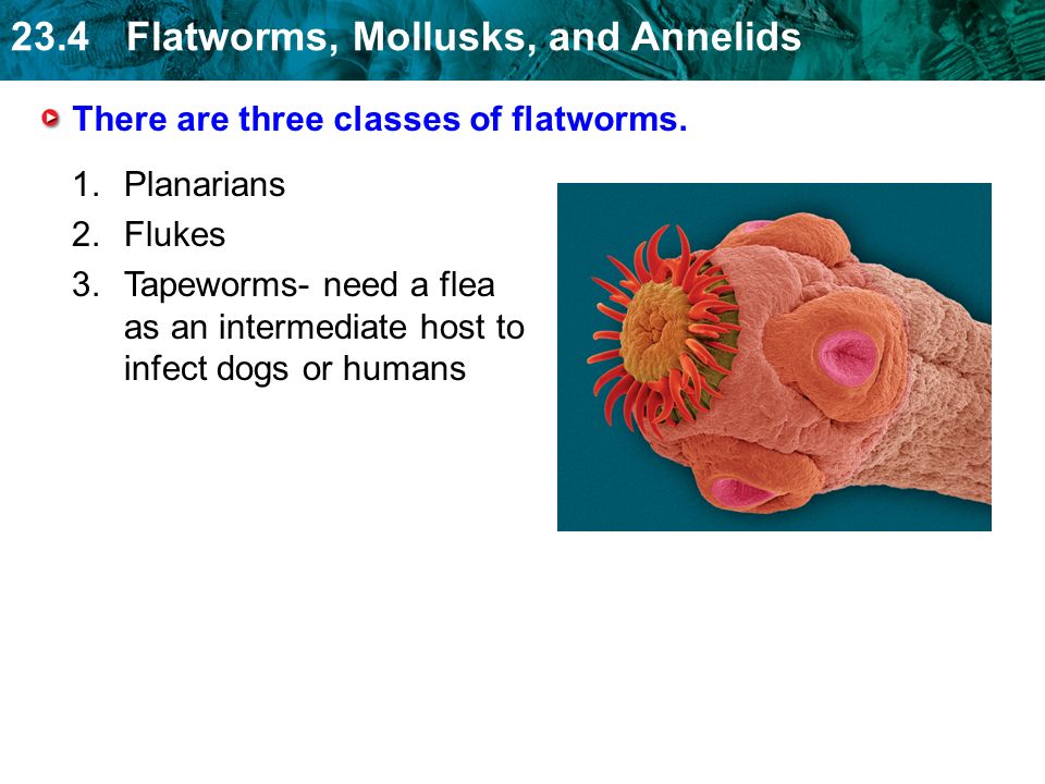 There are three classes of flatworms.