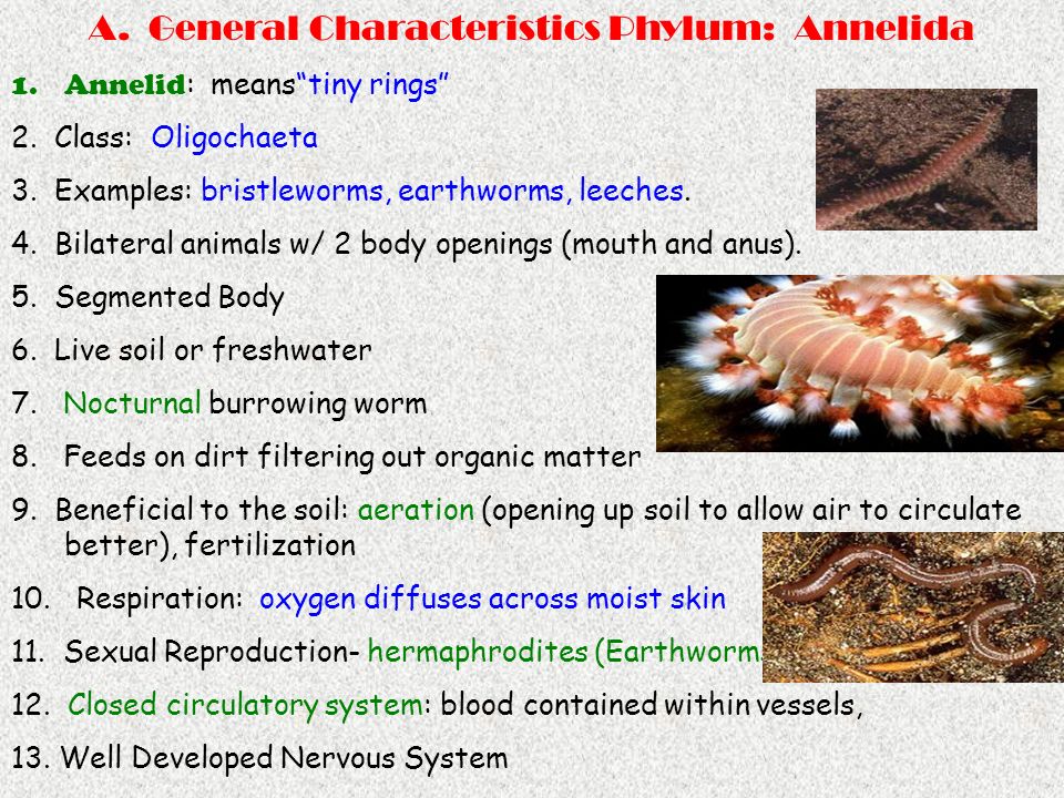 Phylum Annelida: Segmented Worms - ppt video online download
