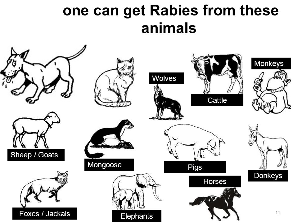 Epidemiology of the Rabies Virus - ppt video online download