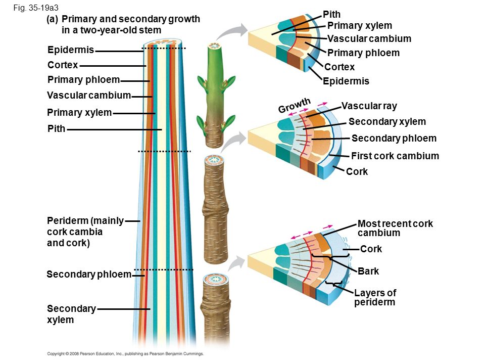 secondary growth in angiosperms