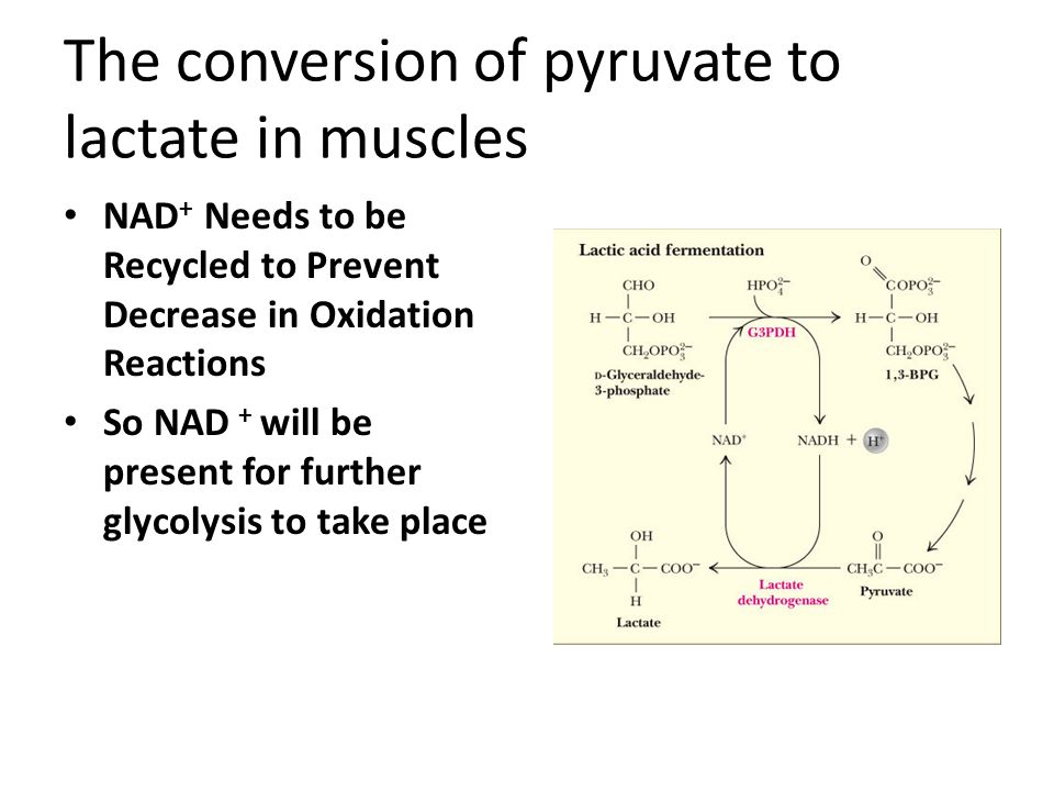 Carbohydrate Catabolism Ppt Download Carbohydrate Catabolism Ppt Download